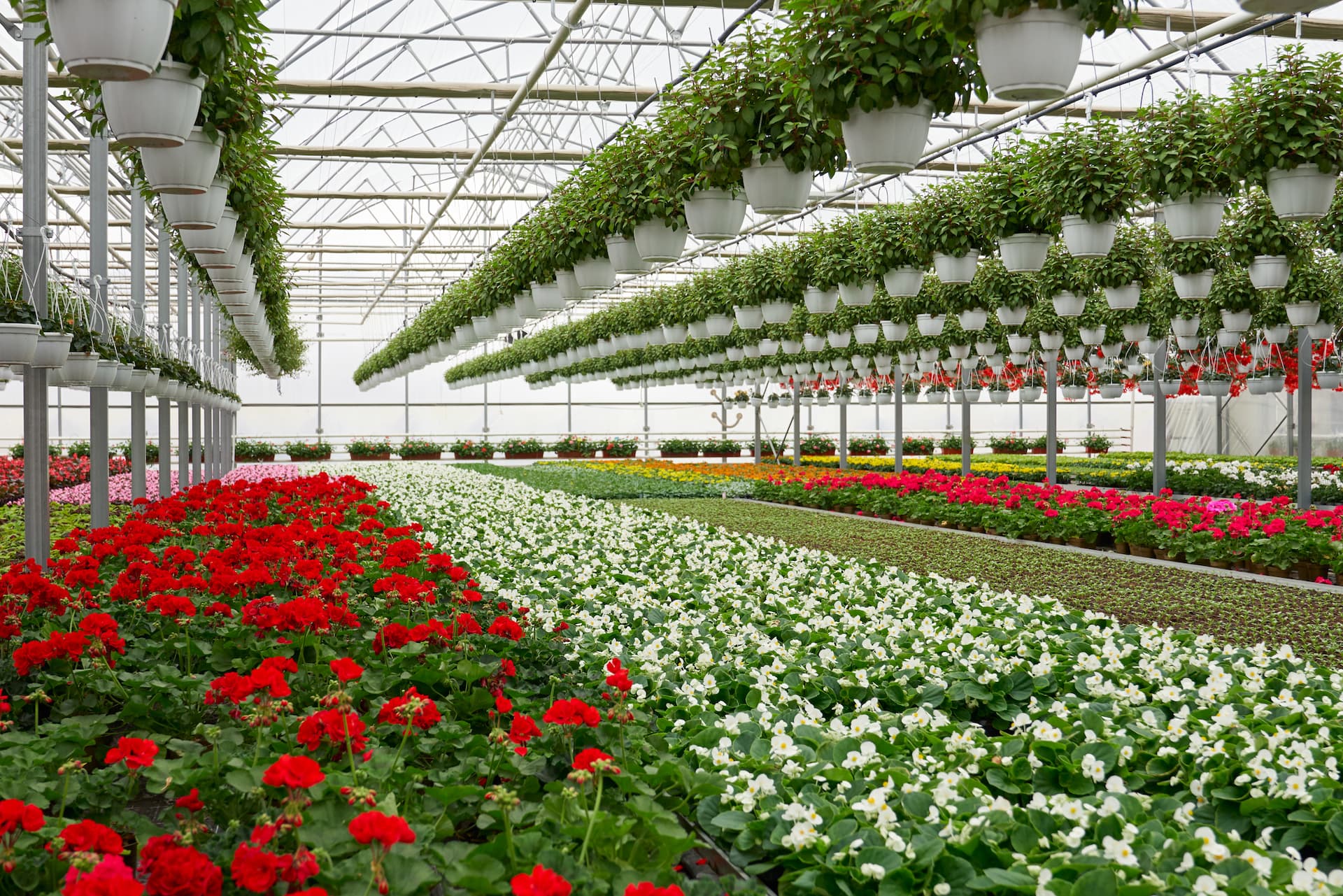 Horticultura