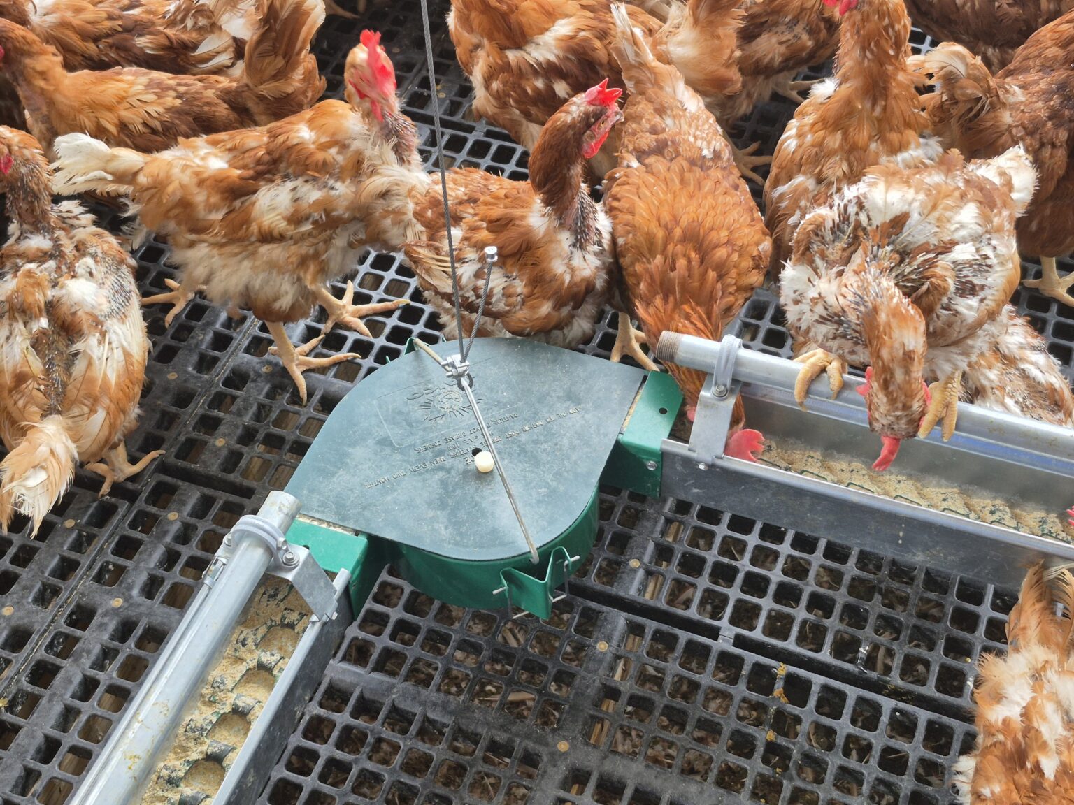 Sistemas de alimentación de cadena plana — imagen 2