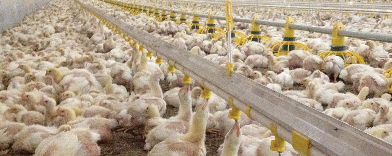 Pollos de engorda sobre cama en una caseta