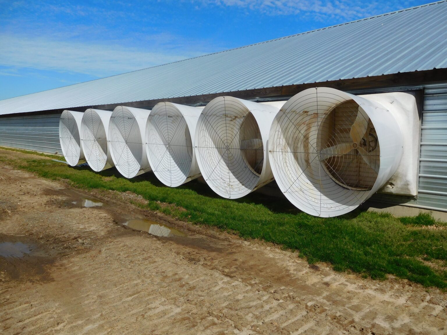 Ventiladores de extracción en la pared de una caseta avícola