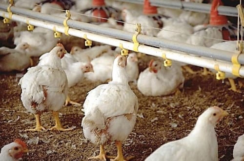 Pollos de engorda junto a una línea de bebederos