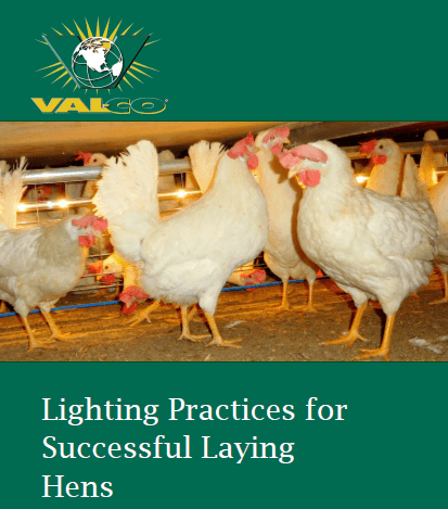 Prácticas de iluminación para gallinas de postura