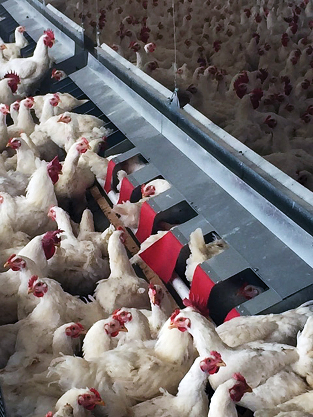 Nido Comfort Nest™ de banda lateral — imagen 3
